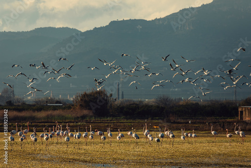 aves paisaje natural marjal Almenara España