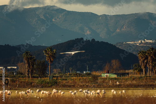 aves paisaje natural marjal Almenara España