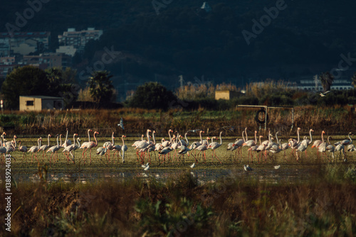 aves paisaje natural marjal Almenara España