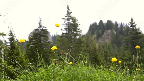 Sunny mountain landscape in the Bavarian Alps, Germany
