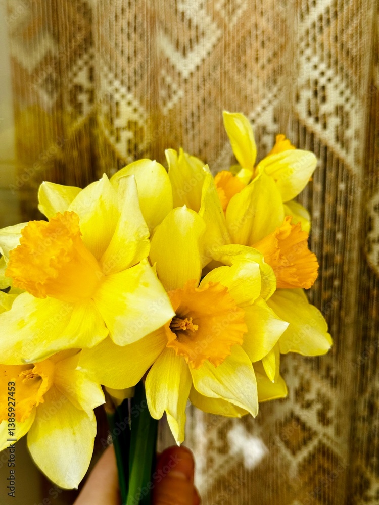Fototapeta premium yellow daffodil flower 