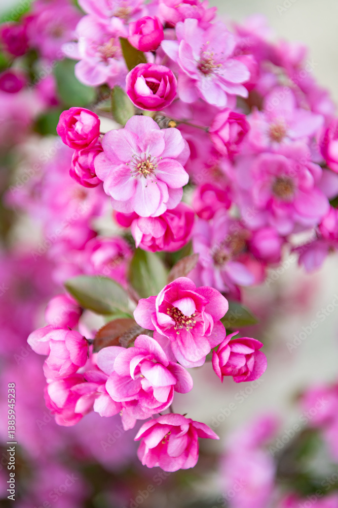 fresh sakura flower on branch. photo of sakura flower bloom. spring sakura flower fresh sakura flower on branch. photo of sakura flower bloom. spring sakura flower