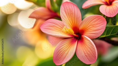 Peach Hibiscus Bloom: A Tropical Delight