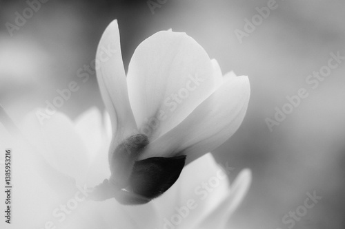 Large white magnolia flower on light background