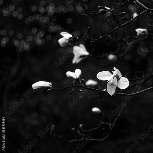 Beautiful white magnolia flower in raindrops on a branch on a dark background