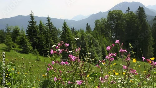 Mountain view with colorful flowers in foreground, Bavaria, Germany