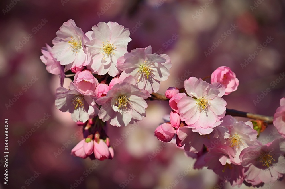 Blossom tree. Nature background. Sunny day. Spring flowers. Beautiful Orchard. Abstract blurred background. Springtime. Blossom tree. Nature background. Sunny day. Spring flowers. Beautiful Orchard. Abstract blurred background. Springtime.