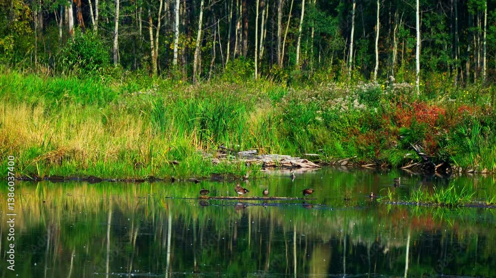 Aquatic Birds Swimming Through Colorful Reflections in a Park
Aquatic Birds Swimming Through Colorful Reflections in a Park