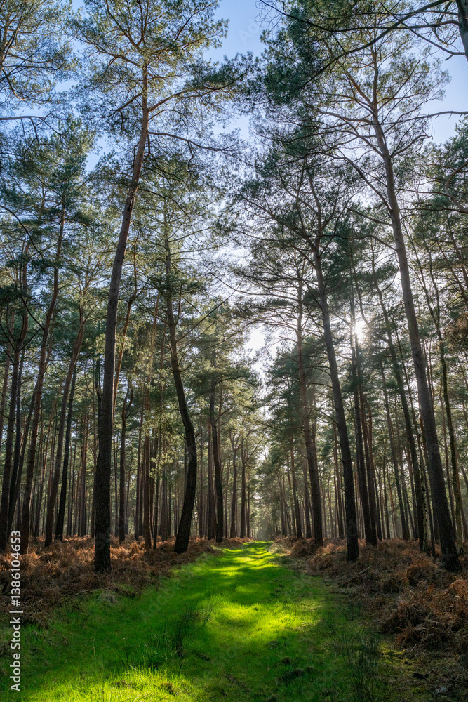 Fototapeta premium Chemin herbeux en forêt domaniale au printemps .Pins sylvestre