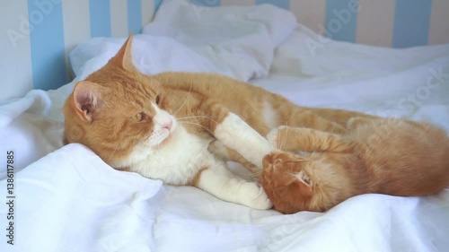 A ginger kitten plays on the bed with an adult ginger cat. Two cats play on the bed. A cat and a kitten play together.