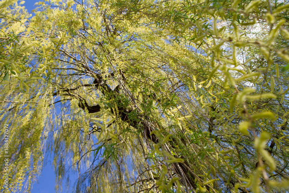 Fototapeta premium Weeping willow tree in a park seen upwards against a blue sky