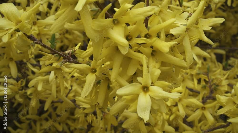 Bright yellow forsythia blooms fill the frame, swaying in sunlight. A cheerful burst of spring energy with golden petals and soft natural motion Bright yellow forsythia blooms fill the frame, swaying in sunlight. A cheerful burst of spring energy with golden petals and soft natural motion