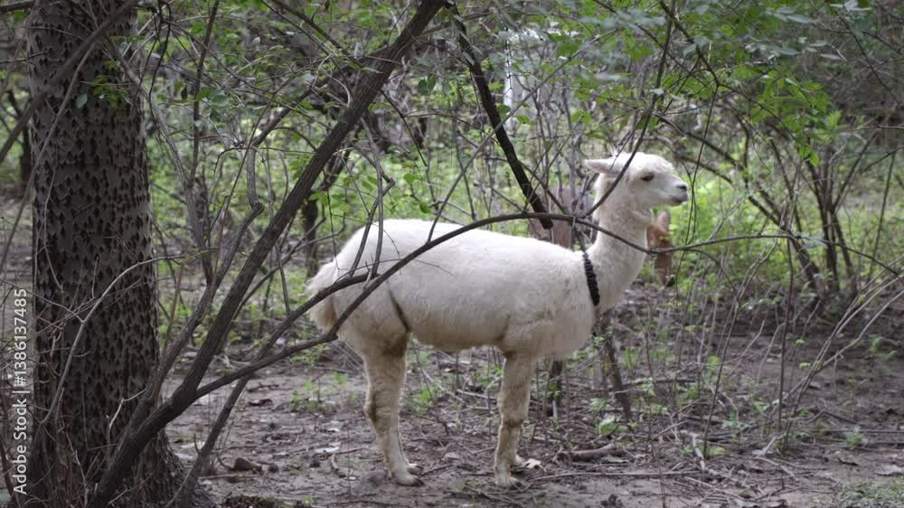The white alpacas are walking and looking around in the woods The white alpacas are walking and looking around in the woods