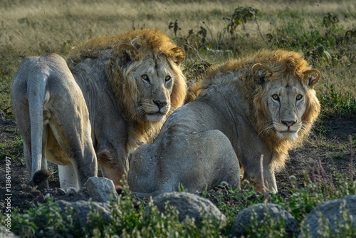 lions in Serengeti