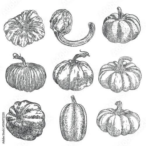 Pumpkin set isolated on a white background. Ink hand drawn sketch of pumpkin or butternut squash and gourd. Symbols for agriculture harvest and Thanksgiving or Halloween holidays decoration. Vector.