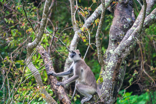 Photography The purple-faced langur (Semnopithecus vetulus), an Old World monkey endemic to Sri Lanka, perched in a tree near Polonnaruwa
