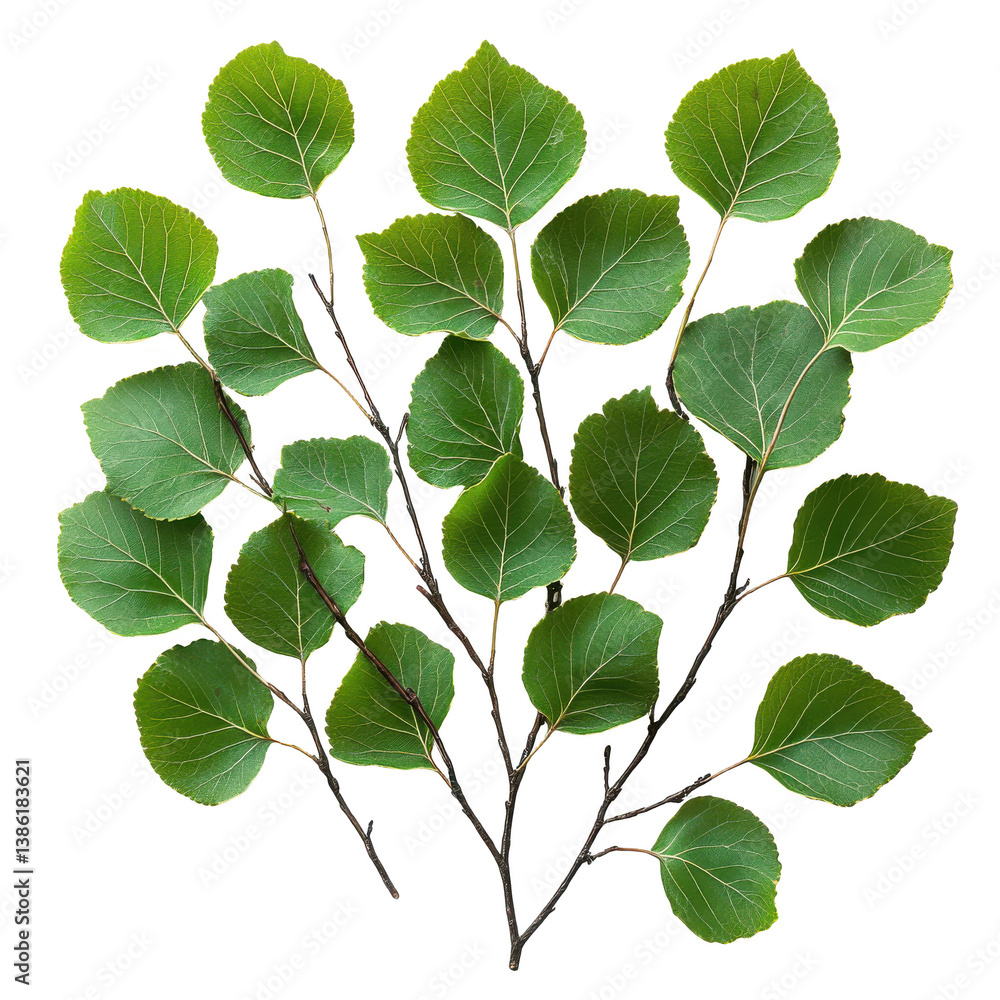A cluster of aspen leaves connected by thin stems isolated on white background.PNG A cluster of aspen leaves connected by thin stems isolated on white background.PNG