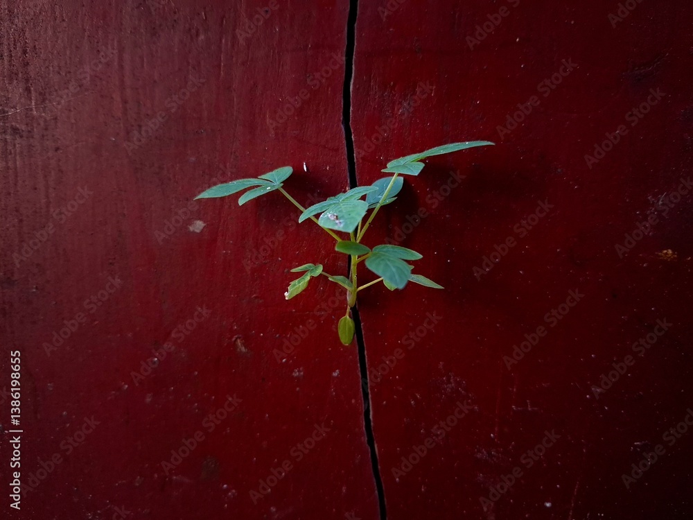 Wall Mural Young plant growing through cracked wall, Detailed view of frost heave cracking a concrete path, Photograph plants growing in the crack wall, Natural background