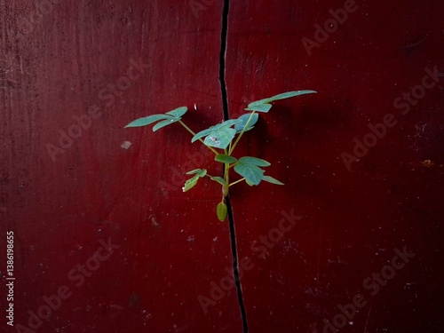 Konstfotografi Young plant growing through cracked wall, Detailed view of frost heave cracking a concrete path, Photograph plants growing in the crack wall, Natural background