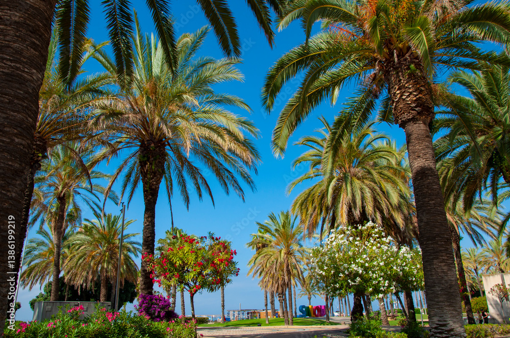 Fototapeta premium Palm tree. Summer vacation in Miami south beach. Palm tree of California. Tropical beach in Miami. Tropical outdoor scene with palm tree. Tropical summer vacation. Exotic nature of Spain, Salou