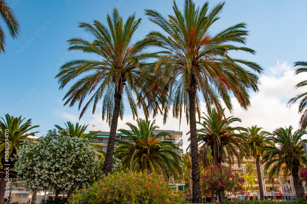 Fototapeta premium Tropical summer vacation. Exotic nature of Spain. Palm tree. Summer vacation in Miami south beach. Palm tree of California. Tropical beach in Miami. Tropical outdoor scene with palm tree