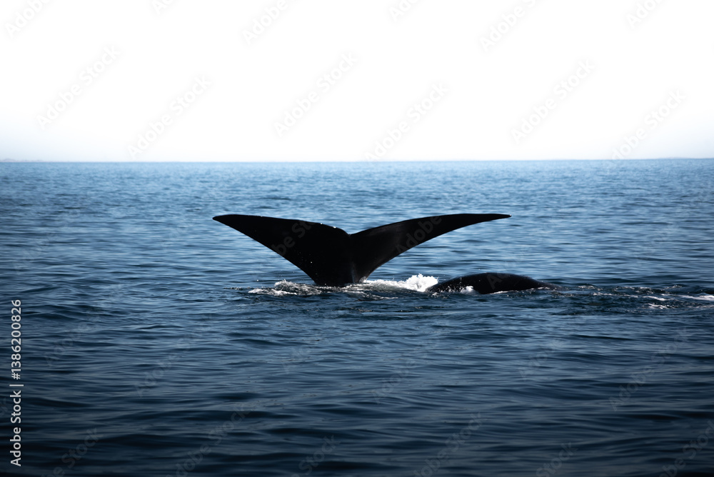 Fototapeta premium Ballena Franca Austral en la Península de Valdés, Patagonia Argentina en las cercanías del poblado Puerto Pirámides.