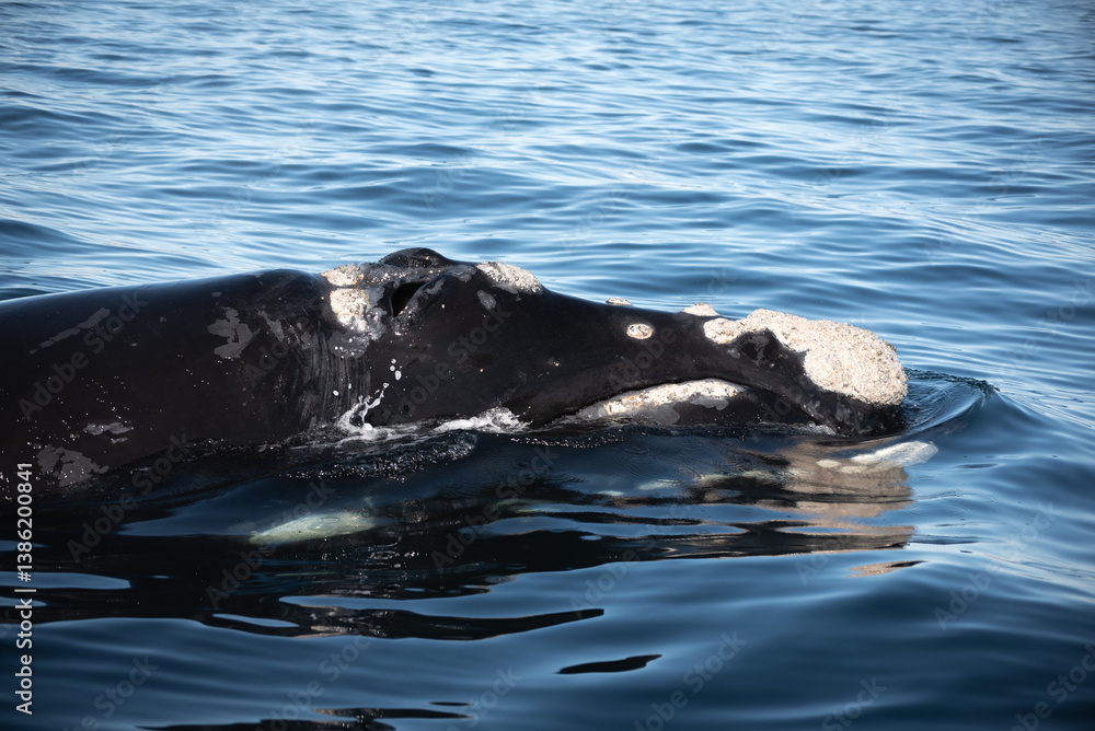Fototapeta premium Ballena Franca Austral en la Península de Valdés, Patagonia Argentina en las cercanías del poblado Puerto Pirámides.