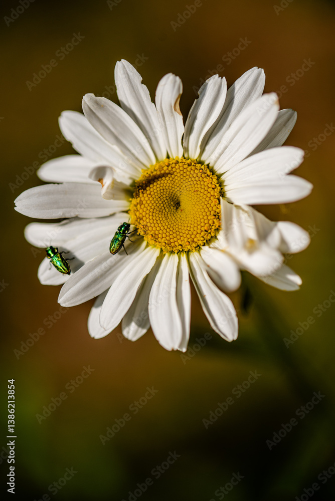 leucanthemum vulgare, commonly known as the ox-eye daisy, oxeye daisy, dog daisy leucanthemum vulgare, commonly known as the ox-eye daisy, oxeye daisy, dog daisy