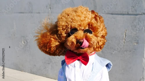 An Adorable Stylish Dog Wearing Sunglasses and a Bow Tie Looks So Charming and Chic