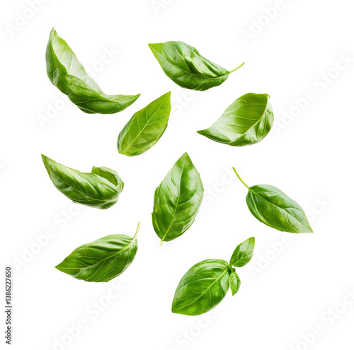 Fresh basil leaves in air isolated on white background.