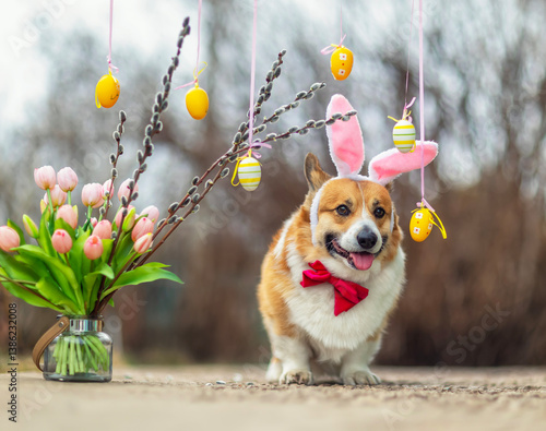 cute corgi dog in Easter pink bunny ears and bow tie walks in spring garden a...