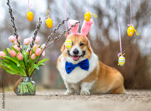 cute corgi puppy dog ​​wearing Easter bunny ears and bow tie sitting in garde...