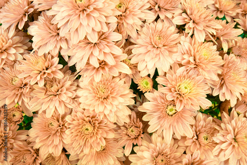 delicate color of blooming Mums or Chrysanthemums, autumn flower background.