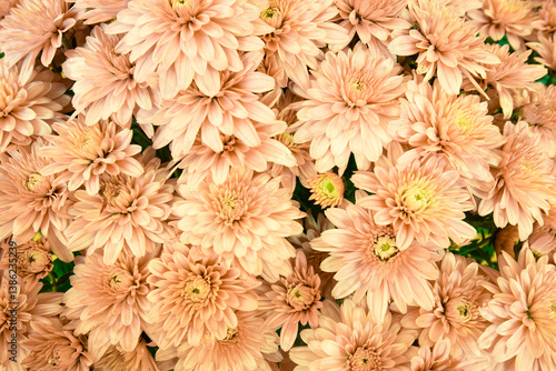 Obraz na płótnie delicate color of blooming Mums or Chrysanthemums, autumn flower background. w salonie