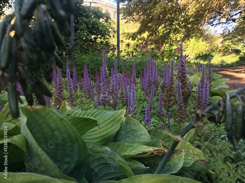 purple and green plants