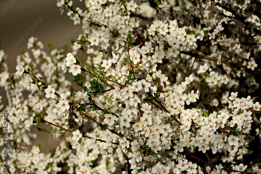 kwitnąca śliwa domowa mirabelka (Prunus domestica subsp. syriaca), Beautiful white flowers of a Mirabelle tree, Flowering fruit tree in spring. White small flowers of Mirabelle plum, cherry plum