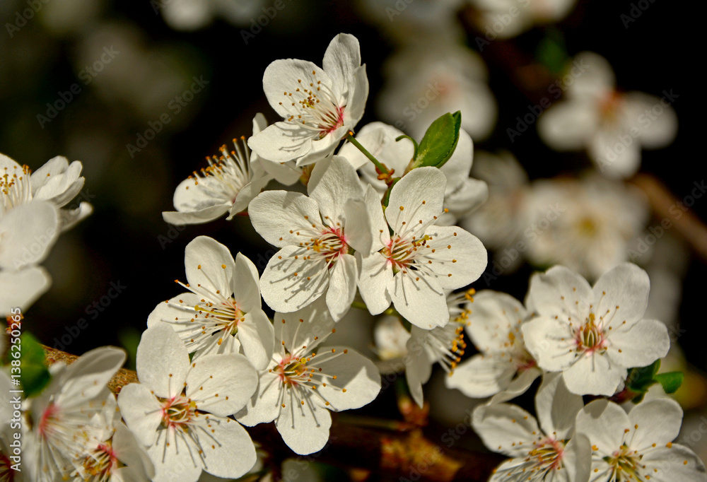 kwitnąca śliwa domowa mirabelka (Prunus domestica subsp. syriaca), Beautiful white flowers of a Mirabelle tree, Flowering fruit tree in spring. White small flowers of Mirabelle plum, cherry plum
