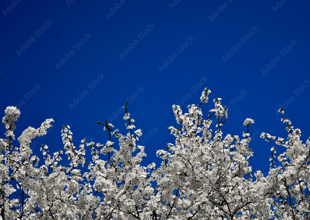 kwitnąca śliwa domowa mirabelka na tle niebieskiego nieba, Prunus domestica subsp. syriaca, white flowers of a Mirabelle tree, Flowering fruit tree in spring. White small flowers of Mirabelle plum