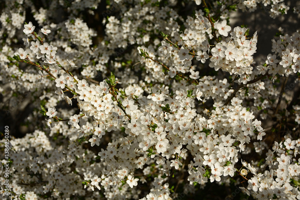 kwitnąca śliwa domowa mirabelka (Prunus domestica subsp. syriaca), Beautiful white flowers of a Mirabelle tree, Flowering fruit tree in spring. White small flowers of Mirabelle plum, cherry plum