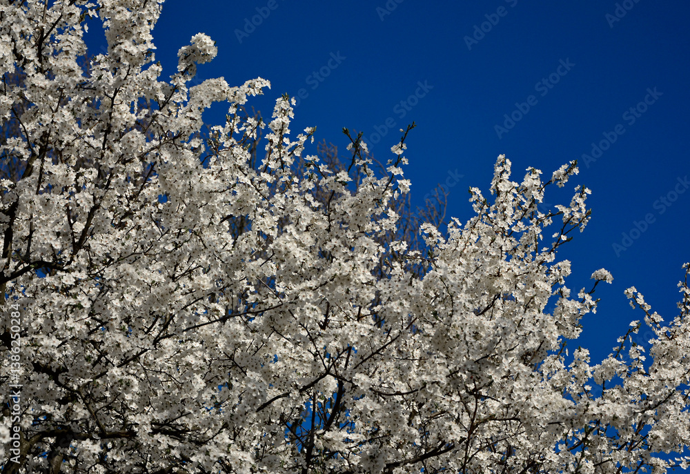 kwitnąca śliwa domowa mirabelka na tle niebieskiego nieba, Prunus domestica subsp. syriaca, white flowers of a Mirabelle tree, Flowering fruit tree in spring. White small flowers of Mirabelle plum