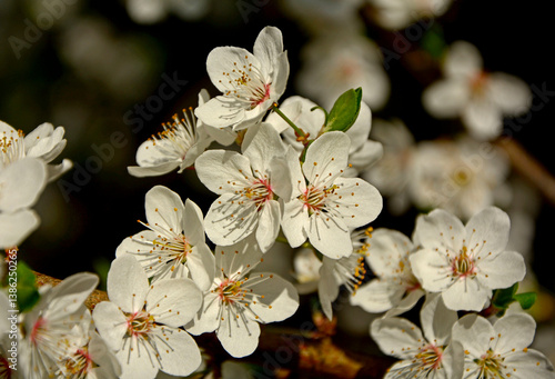 Obraz na płótnie kwitnąca śliwa domowa mirabelka (Prunus domestica subsp. syriaca), Beautiful white flowers of a Mirabelle tree, Flowering fruit tree in spring. White small flowers of Mirabelle plum, cherry plum w salonie