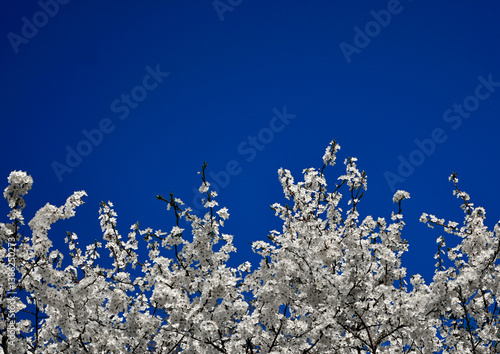 Obraz na płótnie kwitnąca śliwa domowa mirabelka na tle niebieskiego nieba, Prunus domestica subsp. syriaca, white flowers of a Mirabelle tree, Flowering fruit tree in spring. White small flowers of Mirabelle plum w salonie
