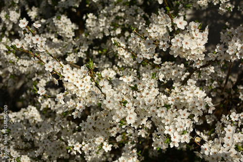 Obraz na płótnie kwitnąca śliwa domowa mirabelka (Prunus domestica subsp. syriaca), Beautiful white flowers of a Mirabelle tree, Flowering fruit tree in spring. White small flowers of Mirabelle plum, cherry plum w salonie