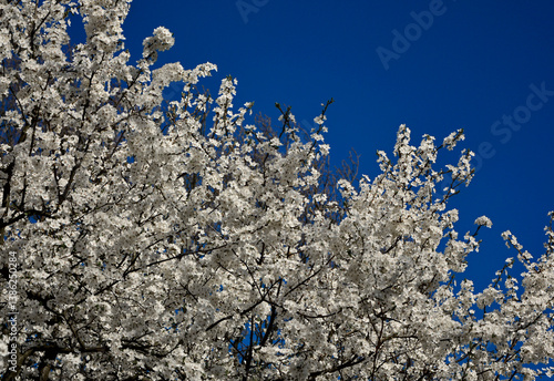 Obraz na płótnie kwitnąca śliwa domowa mirabelka na tle niebieskiego nieba, Prunus domestica subsp. syriaca, white flowers of a Mirabelle tree, Flowering fruit tree in spring. White small flowers of Mirabelle plum w salonie
