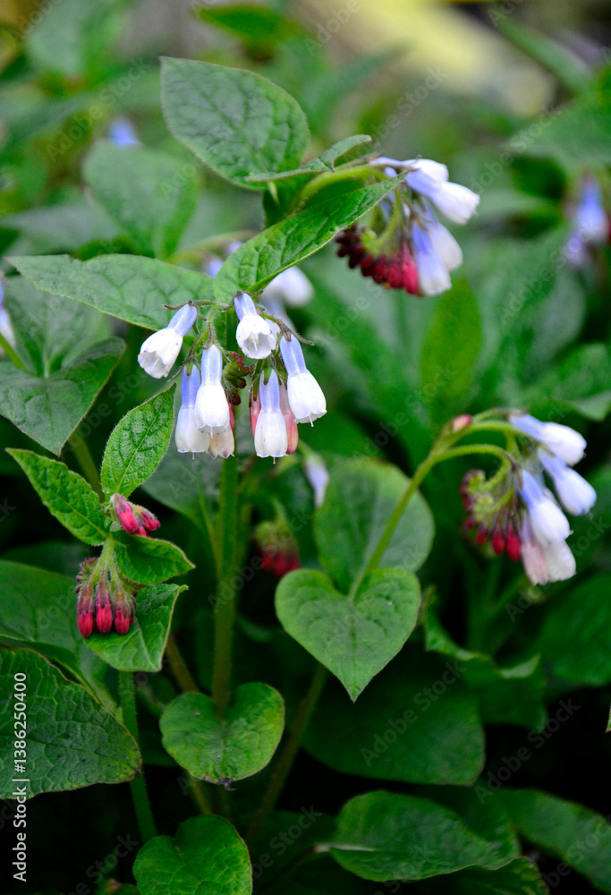 kwitnący wiosną żywokost wielkokwiatowy, wielobarwne kwiaty żywokostu, spring-blooming Symphyt, multi-colored symphytum flowers, flowering Comfrey, Symphytum grandiflorum