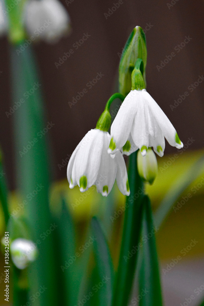 kwitnąca wiosną śnieżyca letnia, Leucojum aestivum, summer snowflake, giant snowflake, Loddon lily, rarely snowbell, dewdrop, spring blooming summer snowflake