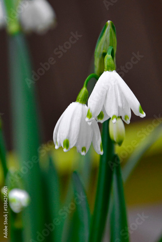 Obraz na płótnie kwitnąca wiosną śnieżyca letnia, Leucojum aestivum, summer snowflake, giant snowflake, Loddon lily, rarely snowbell, dewdrop, spring blooming summer snowflake w salonie