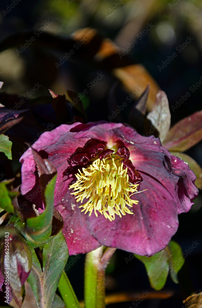 czerwony kwiat ciemiernika, Helleborus, purple hellebore flower