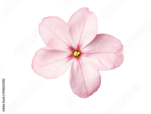 Delicate pink flower isolated on soft backdrop for design, cut out