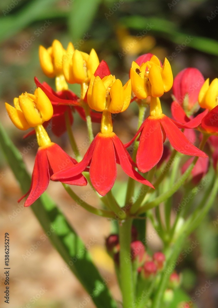 Fototapeta premium Beautiful asclepias tuberosa flowers, closeup